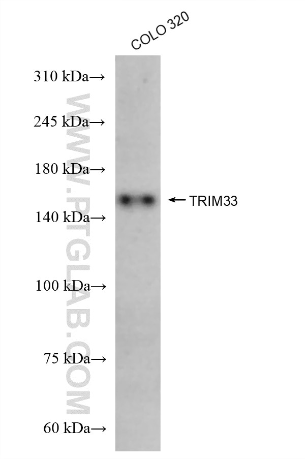 Western Blot (WB) analysis of COLO 320 cells using TRIM33 Recombinant antibody (85364-3-RR)