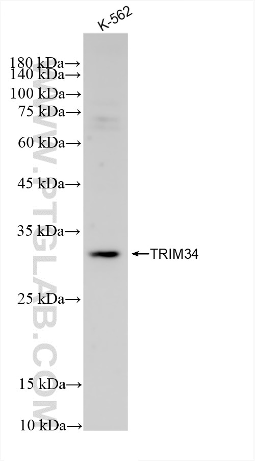 Western Blot (WB) analysis of K-562 cells using TRIM34 Recombinant antibody (83316-2-RR)
