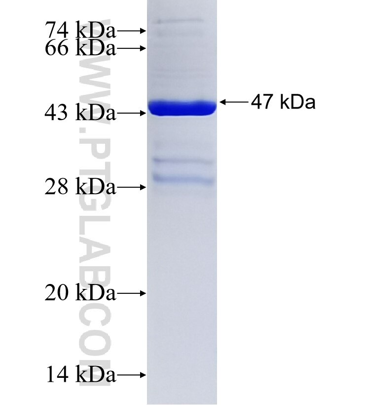 TRIM34 fusion protein Ag34444 SDS-PAGE