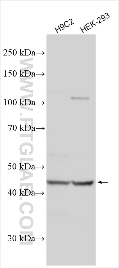 Western Blot (WB) analysis of various lysates using TRIM35 Polyclonal antibody (19806-1-AP)