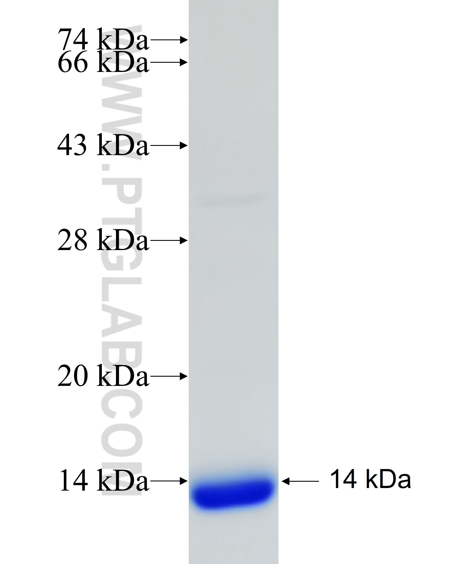 TRIM36 fusion protein Ag23227 SDS-PAGE