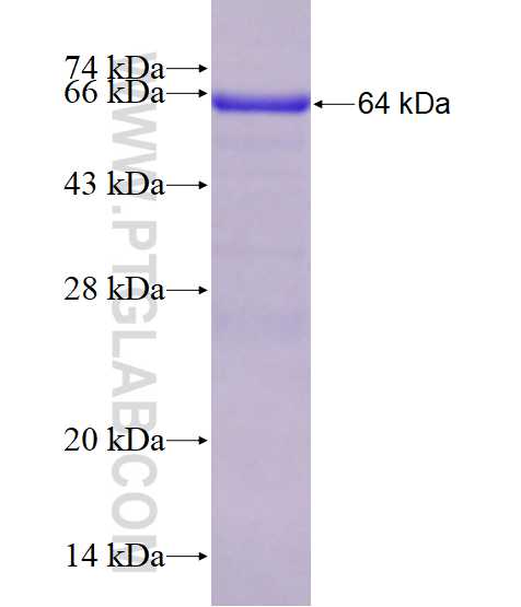 TRIM38 fusion protein Ag3840 SDS-PAGE