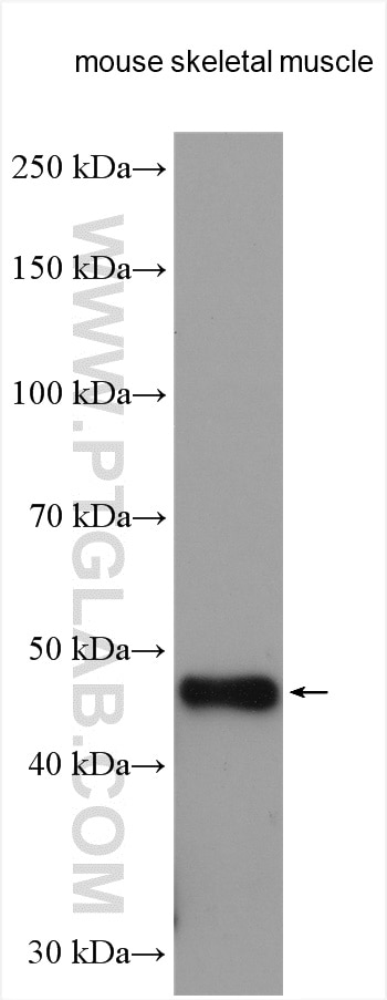 Western Blot (WB) analysis of mouse skeletal muscle tissue using HRP-conjugated TRIM39 Polyclonal antibody (HRP-12757)