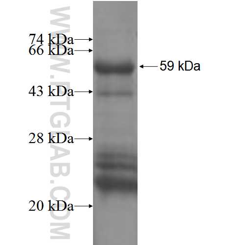 TRIM39 fusion protein Ag3486 SDS-PAGE