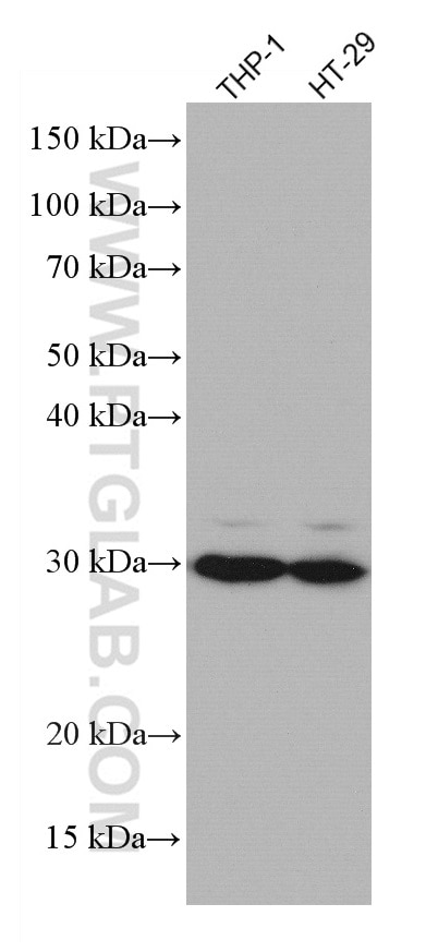 Western Blot (WB) analysis of various lysates using TRIM40 Monoclonal antibody (67073-1-Ig)