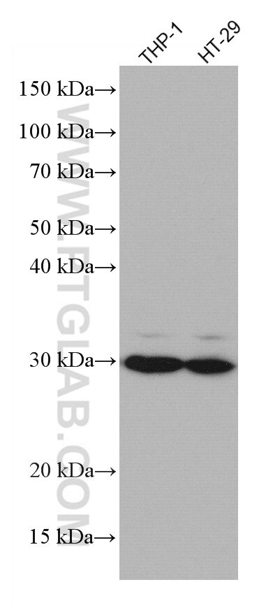 WB analysis using 67073-1-Ig