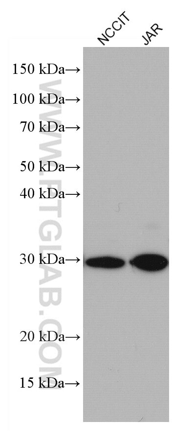 Western Blot (WB) analysis of various lysates using TRIM40 Monoclonal antibody (67073-1-Ig)