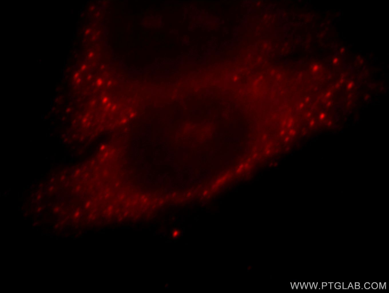 Immunofluorescence (IF) / fluorescent staining of HepG2 cells using TRIM41 Polyclonal antibody (18468-1-AP)