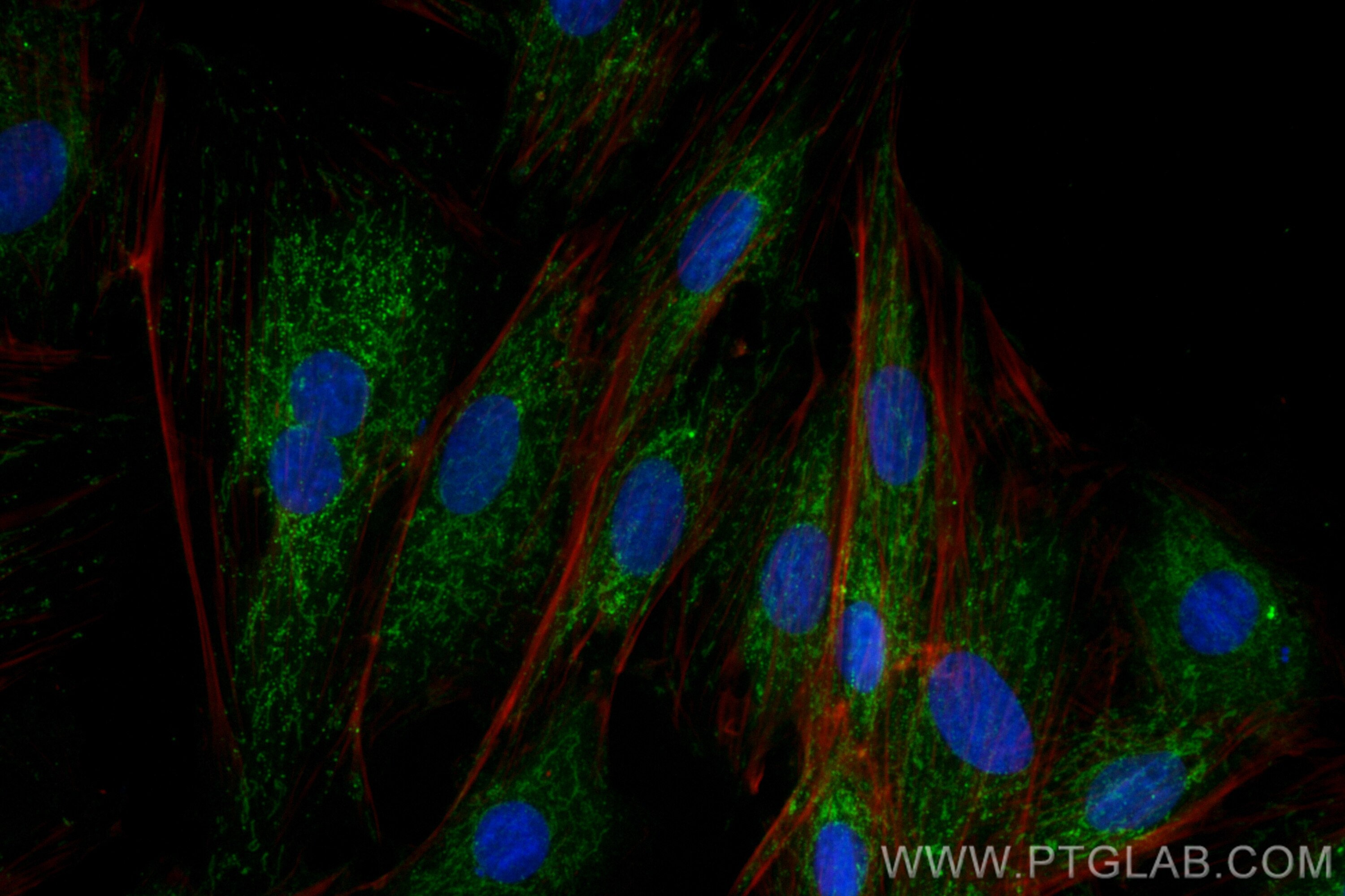 Immunofluorescence (IF) / fluorescent staining of H9C2 cells using CoraLite® Plus 488-conjugated TRIM41 Polyclonal an (CL488-18468)