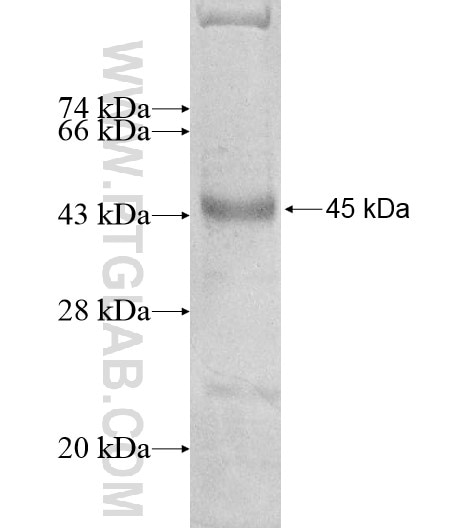 TRIM41 fusion protein Ag13231 SDS-PAGE
