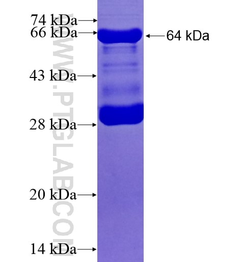 TRIM41 fusion protein Ag13236 SDS-PAGE