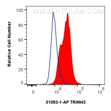 Flow cytometry (FC) experiment of A549 cells using TRIM43 Polyclonal antibody (31053-1-AP)