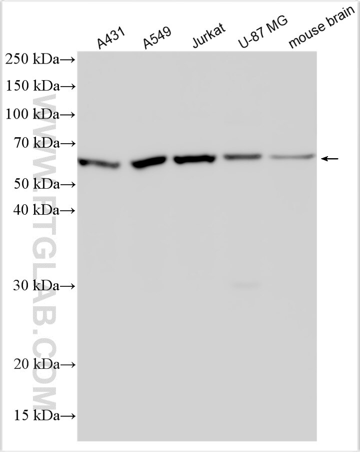 Western Blot (WB) analysis of various lysates using TRIM43 Polyclonal antibody (31053-1-AP)