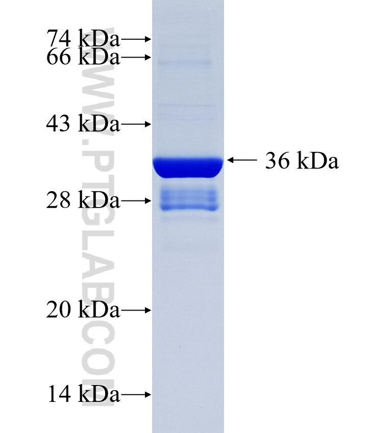 TRIM43 fusion protein Ag34926 SDS-PAGE