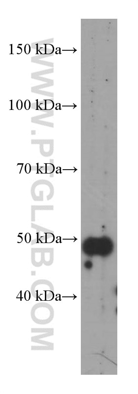 Western Blot (WB) analysis of MCF-7 cells using TRIM44 Monoclonal antibody (66249-1-Ig)