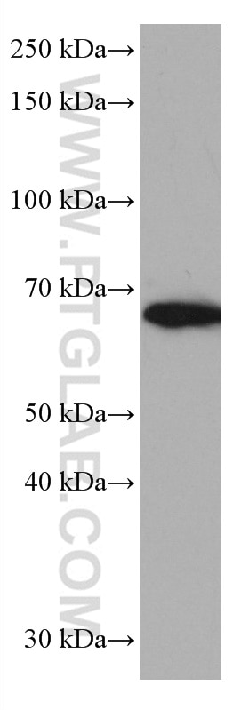 Western Blot (WB) analysis of HeLa cells using TRIM45 Monoclonal antibody (66896-1-Ig)