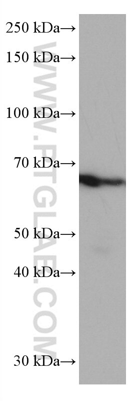Western Blot (WB) analysis of HepG2 cells using TRIM45 Monoclonal antibody (66896-1-Ig)