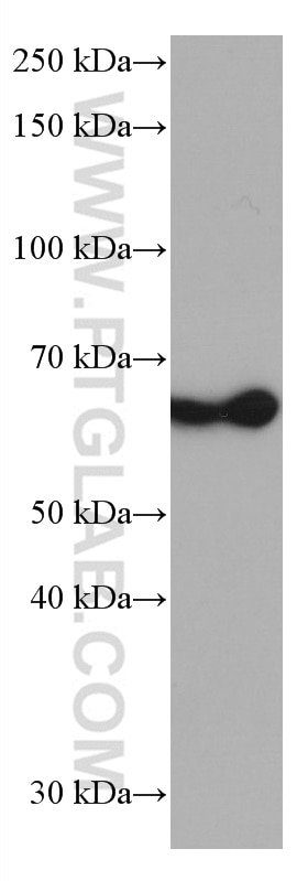 Western Blot (WB) analysis of Jurkat cells using TRIM45 Monoclonal antibody (66896-1-Ig)