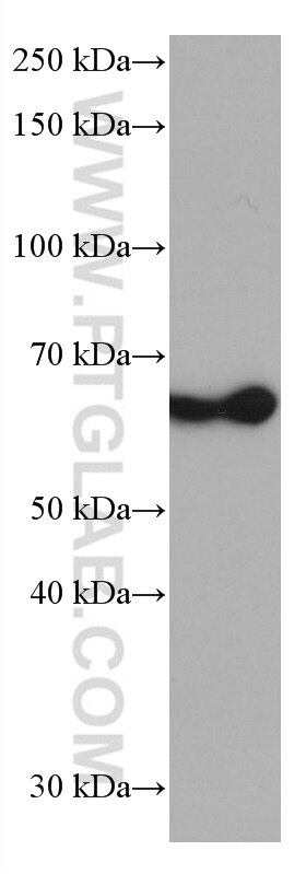 WB analysis of Jurkat using 66896-1-Ig