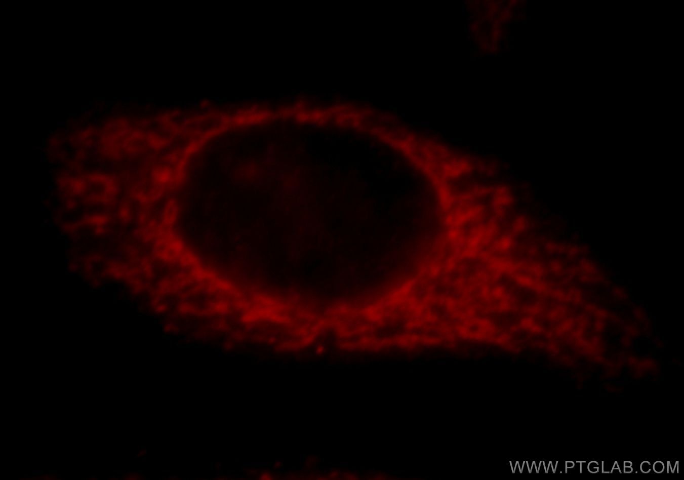 Immunofluorescence (IF) / fluorescent staining of HepG2 cells using TRIM46 Polyclonal antibody (21026-1-AP)