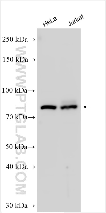 Western Blot (WB) analysis of various lysates using TRIM46 Polyclonal antibody (21026-1-AP)
