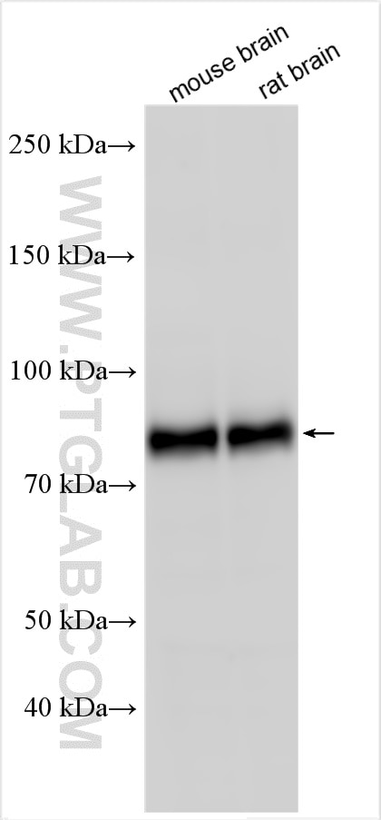 Western Blot (WB) analysis of various lysates using TRIM46 Polyclonal antibody (30298-1-AP)