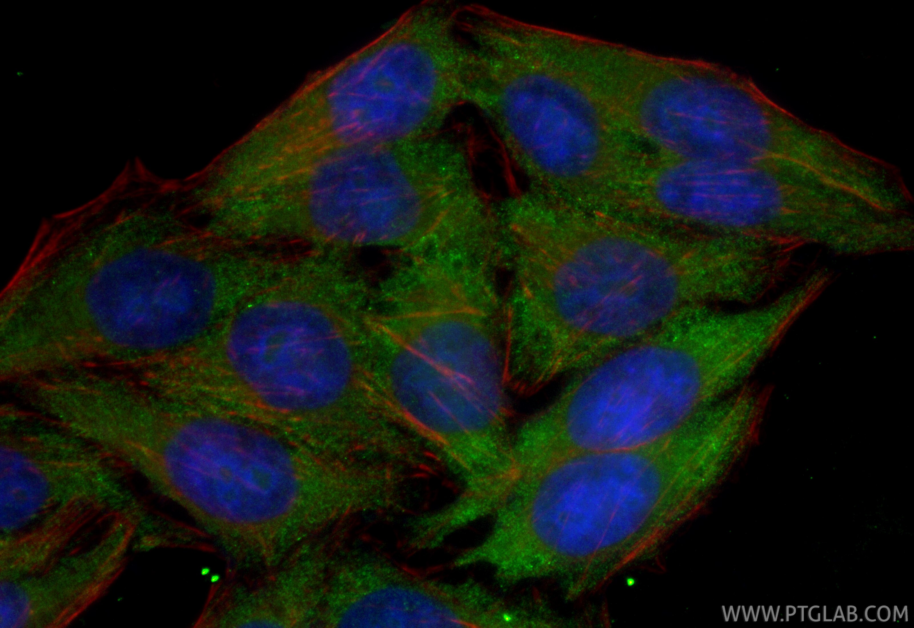 Immunofluorescence (IF) / fluorescent staining of HepG2 cells using CoraLite® Plus 488-conjugated TRIM46 Recombinant m (CL488-83614-2)