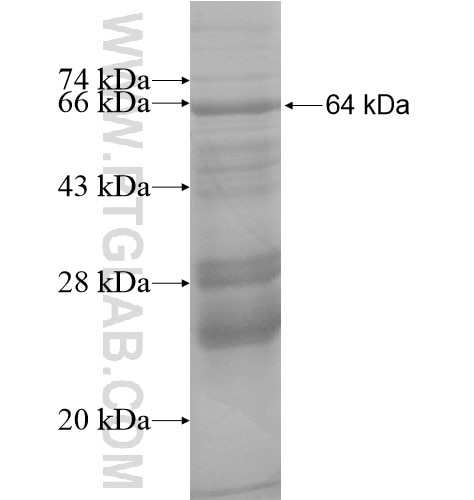 TRIM46 fusion protein Ag15290 SDS-PAGE