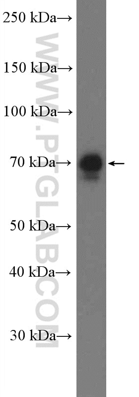 WB analysis of U2OS using 26885-1-AP