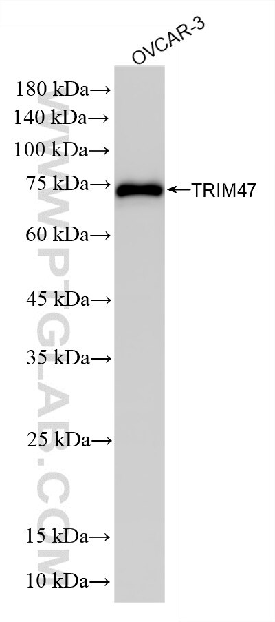 Western Blot (WB) analysis of OVCAR-3 cells using TRIM47 Recombinant monoclonal antibody (86728-1-RR)