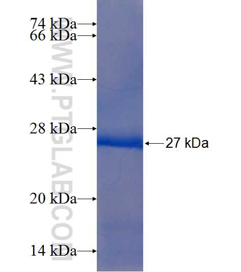 TRIM48 fusion protein Ag23009 SDS-PAGE