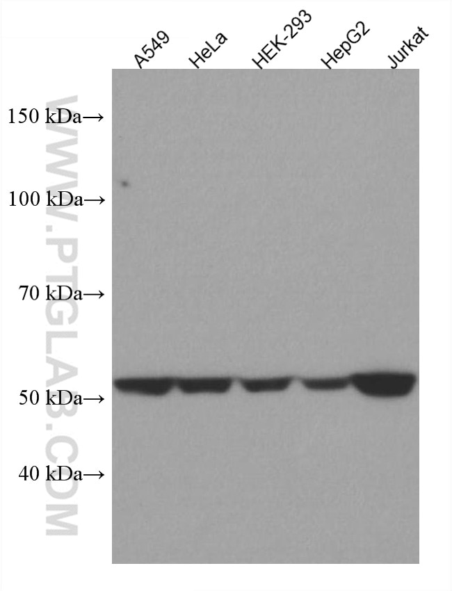 Western Blot (WB) analysis of various lysates using TRIM5 Monoclonal antibody (67492-1-Ig)