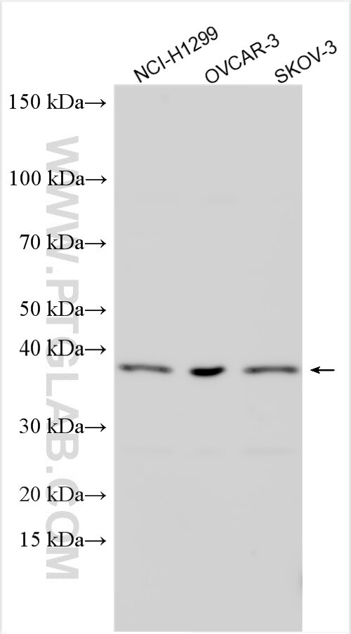 Western Blot (WB) analysis of various lysates using TRIM52 Polyclonal antibody (20948-1-AP)