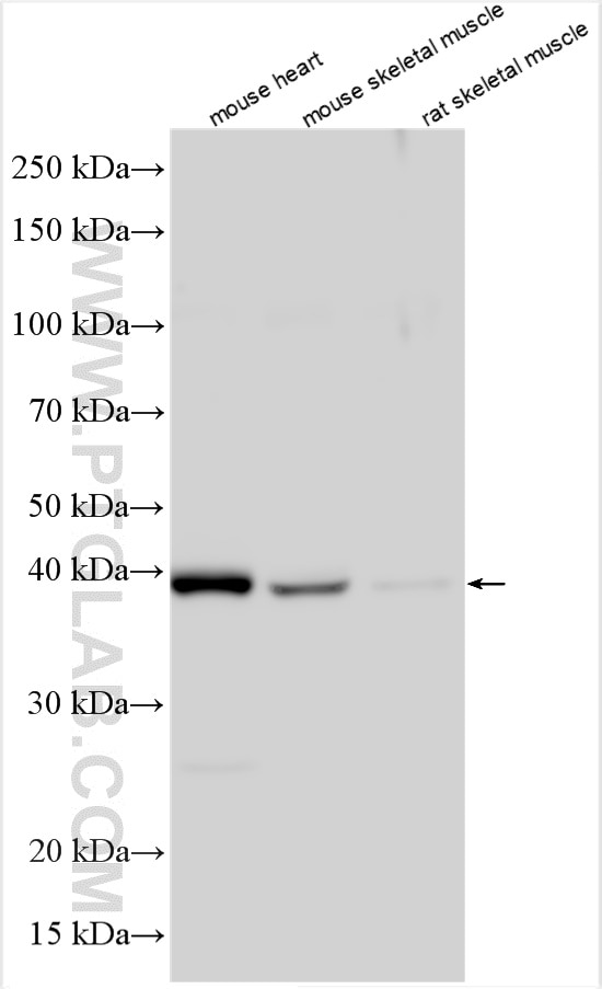 Western Blot (WB) analysis of mouse heart tissue using TRIM54 Polyclonal antibody (21074-1-AP)