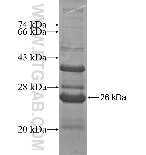 TRIM54 fusion protein Ag15312 SDS-PAGE