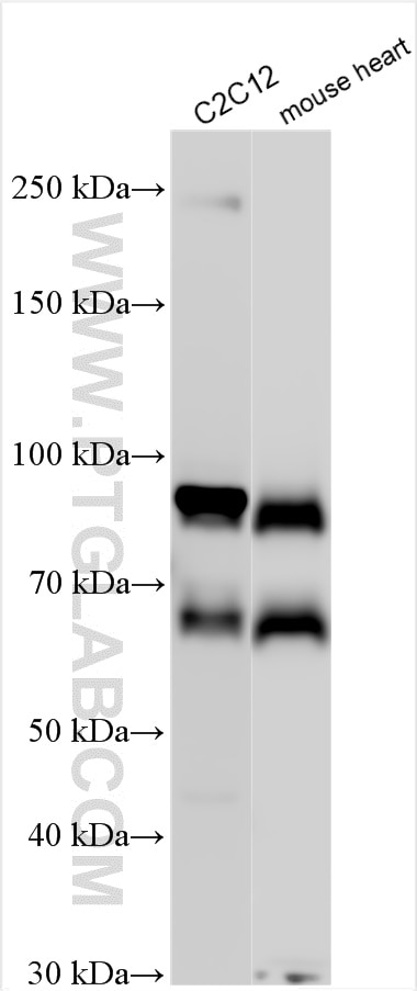 Western Blot (WB) analysis of various lysates using TRIM55 Polyclonal antibody (27274-1-AP)