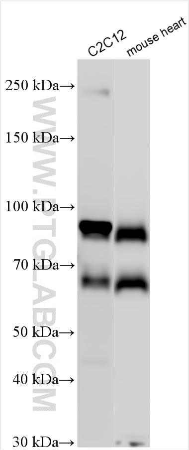 WB analysis using 27274-1-AP