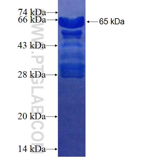 TRIM55 fusion protein Ag25338 SDS-PAGE
