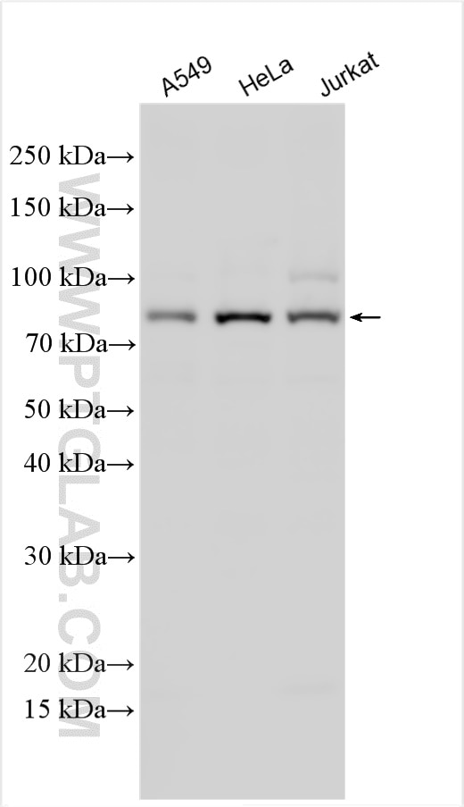 Western Blot (WB) analysis of various lysates using TRIM56 Polyclonal antibody (25509-1-AP)