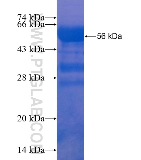 TRIM56 fusion protein Ag21992 SDS-PAGE