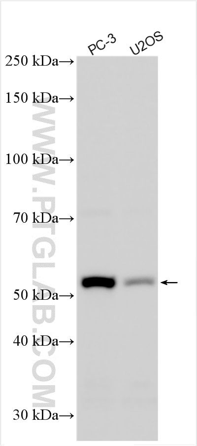 Western Blot (WB) analysis of various lysates using TRIM58 Polyclonal antibody (28725-1-AP)
