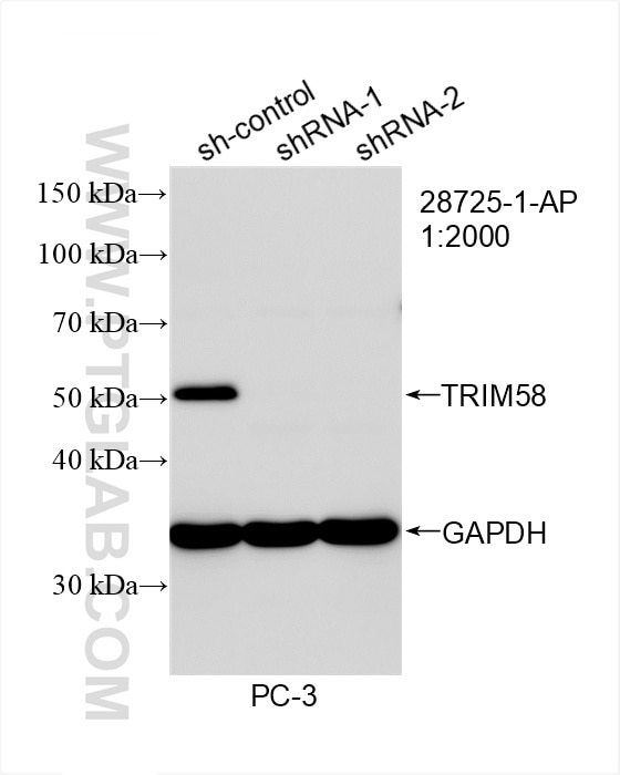 Western Blot (WB) analysis of PC-3 cells using TRIM58 Polyclonal antibody (28725-1-AP)