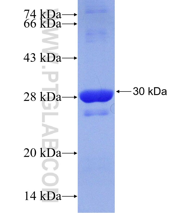 TRIM58 fusion protein Ag30014 SDS-PAGE