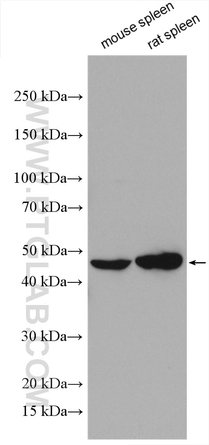 Western Blot (WB) analysis of various lysates using TRIM59 Polyclonal antibody (28575-1-AP)