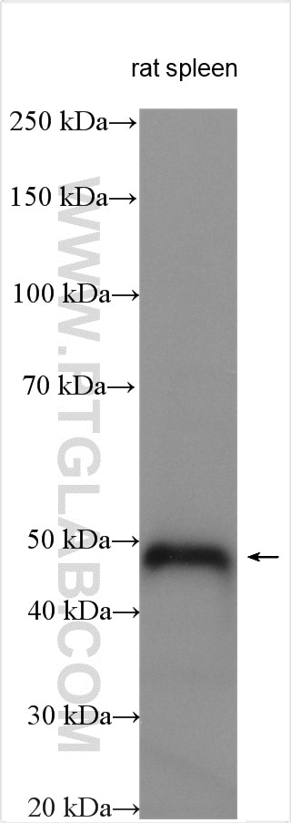 Western Blot (WB) analysis of various lysates using TRIM59 Polyclonal antibody (28575-1-AP)
