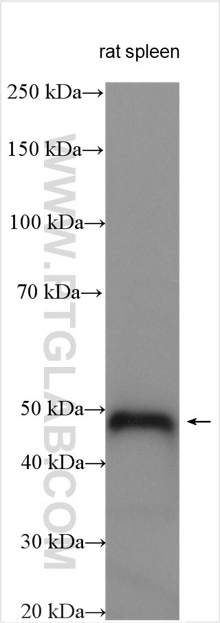 Western Blot (WB) analysis of various lysates using TRIM59 Polyclonal antibody (28575-1-AP)