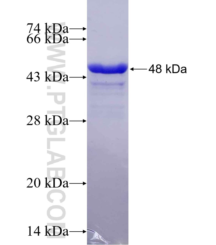 TRIM59 fusion protein Ag29560 SDS-PAGE