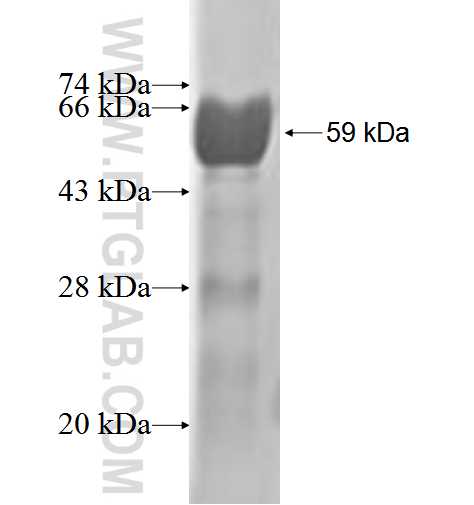 TRIM6 fusion protein Ag2556 SDS-PAGE