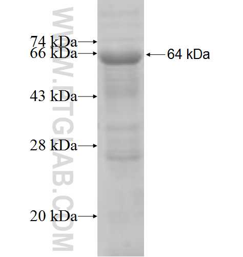 TRIM62 fusion protein Ag7143 SDS-PAGE