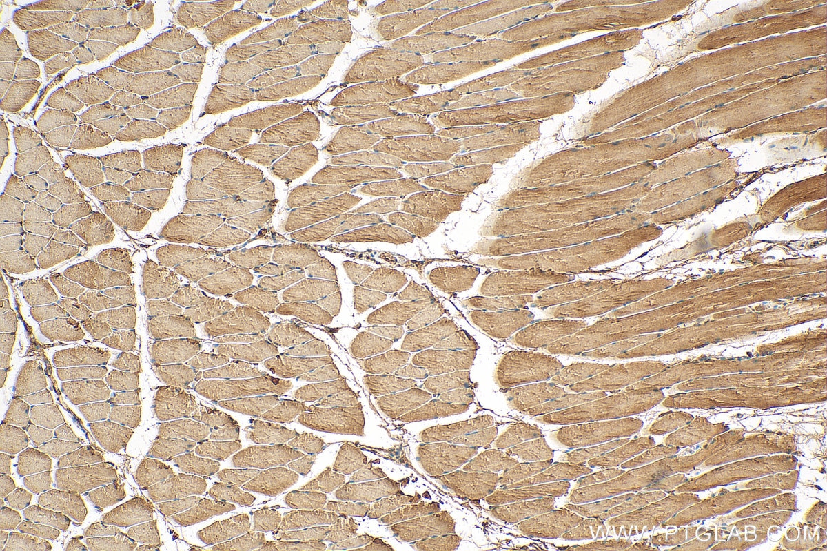 IHC staining of mouse skeletal muscle using 55456-1-AP